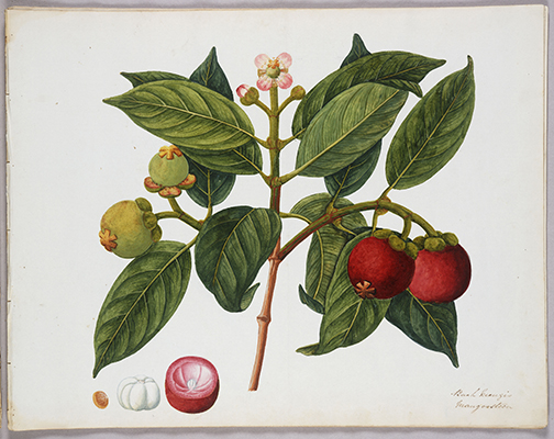<p>Garcinia mangostana, Mangosteen [<em>Garcinia mangostana</em> Linnaeus, Clusiaceae], watercolor on paper by an unknown artist, ?1837–1851, 38 × 48 cm, HI Art accession no. 8549.48. This artwork has a predominant number of similarities to one in the Hugh Low Collection at the Royal Botanic Gardens, Kew.</p>