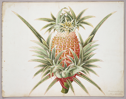 <p>Annanas Europa, Variegated pine [<em>Ananas comosus</em> (Linnaeus) Merrill, Bromeliaceae], watercolor on paper by an unknown artist, ?1837–1851, 38 × 48 cm, Balestier album of Malaysian plants, HI Art accession no. 8549.05. This is similar to an illustration of a pineapple in the Reeves Collection.</p>
