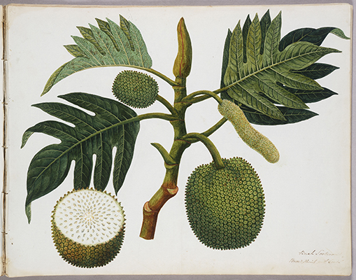 <p>Buah Sookoon, Bread Fruit with Seeds [<em>Artocarpus altilis</em> (Parkinson) Fosberg, Moraceae], watercolor on paper by an unknown artist, ?1837–1851, 38 × 48 cm, HI Art accession no. 8549.32.</p>