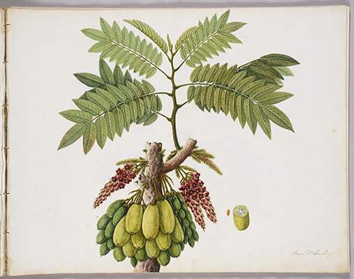 <p>Buah Belimbing [<em>Averrhoa bilimbi</em> Linnaeus, Oxalidaceae], watercolor on paper by an unknown artist, ?1837–1851, 38 × 48 cm, HI Art accession no. 8549.39.</p>