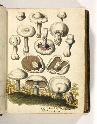 <p>Wey-fungi [meadow mushrooms], watercolor by an unknown artist after a copper-plate engraving by Peeter van Sickeleers (fl.1674–1705) for Francis van Sterbeeck (1631–1693), <em>Theatrum Fungorum</em> (Antwerp, Joseph Jacobs, 1675, pl. 1), HI Library call no. DT9 S814t.</p>