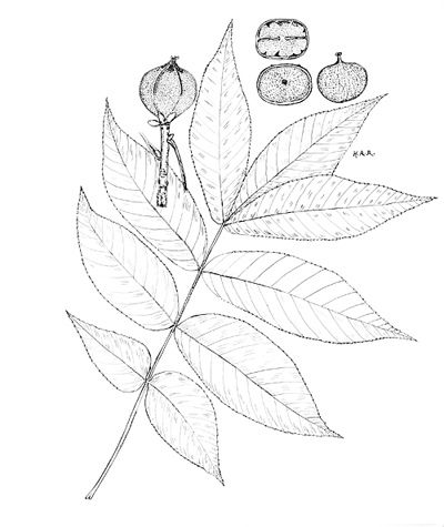<p>Carya cordiformis (Wang.) K. Koch [Carya cordiformis (Wangenheim) K. Koch, Juglandaceae], ink on paper by Harry Ardell Allard (1880–1963), 1951, HI Art accession no. 5412.22.</p>