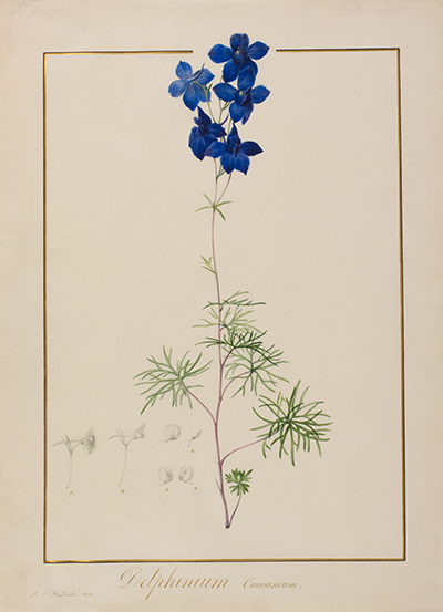 <p>Delphinium caucasicum [<em>Delphinium caucasicum</em> C. A. Meyer, Ranunculaceae], watercolor on vellum by Pierre-Joseph Redouté (1759–1840), 1810, 48.7 × 35.1 cm, HI Art accession no. 0614.</p>