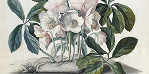 Catalogue of the Botanical Art Collection at the Hunt Institute database
