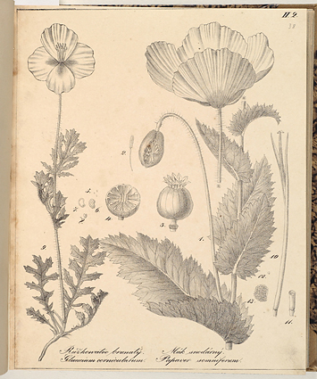 <p>Ruzkowatec brunaty, Glaucium corniculatum; Mák snodárny, Papaver somniferum [<em>From left, Glaucium corniculatum</em> (Linnaeus) Rudolph and <em>Papaver somniferum</em> Linnaeus, Papaveraceae], lithograph by an unknown lithographer after an original by an unknown artist for Friedrich von Berchtold (1781–1876) and Jan Svatopluk Presl (1791–1849), <em>O Prirozenosti Rostlin aneb Rostlinár</em> (Prague, Jos. Krause, 1823–1835, vol. 1, pl. 38), HI Library call no. DS1 B485P.</p>