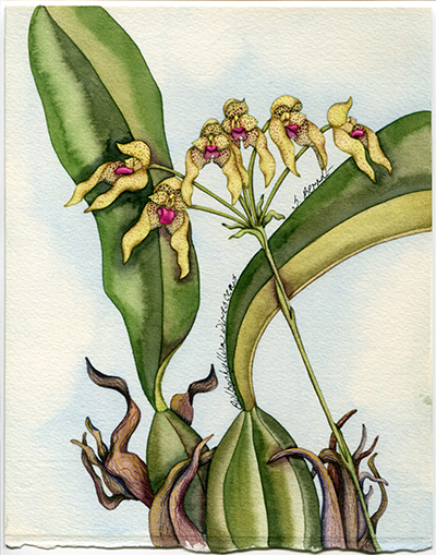 <p>Bulbophyllum virescens [<em>Bulbophyllum virescens</em> J. J. Smith, Orchidaceae], watercolor on paper by Sarah K. Berndt (1947–), 19.5 × 15.5 cm, HI Art accession no. 6956, reproduced by permission of the artist.</p>