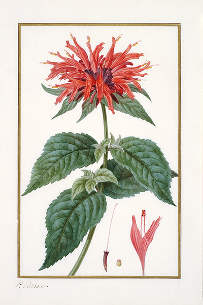 <p>Monarda didyma [<em>Monarda didyma</em> Linnaeus, Lamiaceae alt. Labiatae], watercolor on vellum by Pancrace Bessa (1772–1846), 26.2 × 20.9 cm, for Jean Claude Michel Mordant de Launay (1750–1816) and Jean Louis Auguste Loiseleur-Deslongchamps (1775–1849), <em>Herbier Général de l'Amateur</em> ... (Paris, Audot, 1824, vol. 7, pl. 429); Pierre Auguste Joseph Drapiez (1778–1856), H<em>erbier de l'Amateur de Fleurs</em> (Brussels, P. J. de Mat, 1830, vol. 4, pl. 265); and Bessa, <em>Flore des Jardiniers, Amateurs et Manufacturiers</em> (Paris, Audot, 1836, vol. 3, unnumbered pl.), HI Art accession no. 0055.</p>