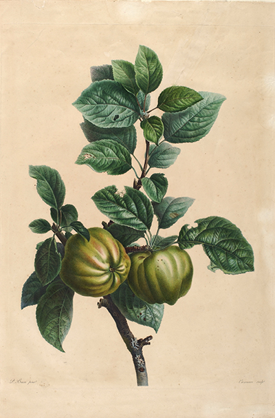 <p>[<em>Cydonia</em> Tournefort ex Miller, Rosaceae], stipple engraving, printed in color and finished with watercolor washes, by J. F. Cazenave (1793–1843), 57.3 × 41.2 cm, after an original by Pancrace Bessa (1772–1846) for his <em>Fleurs et Fruits: Gravés et Coloriés sur les Peintures Aquarelles Faites d'après Nature</em> (Paris, 1808, unnumbered pl.), HI Art accession no. 0064.</p>