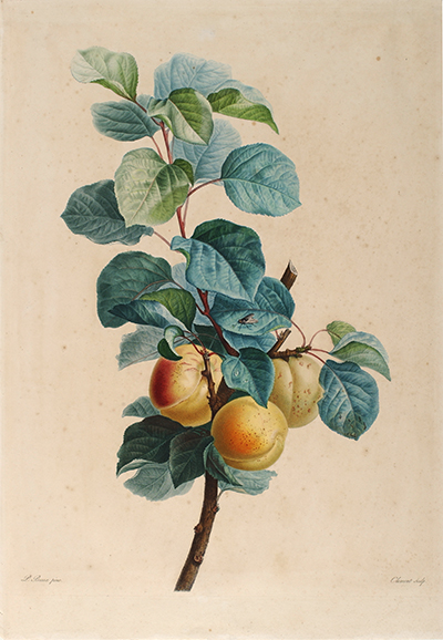 <p>[<em>Prunus</em> Linnaeus, Rosaceae], stipple engraving, printed in color and finished with watercolor washes, by Clement (fl.1808), 57.3 × 41.2 cm, after an original by Pancrace Bessa (1772–1846) for his <em>Fleurs et Fruits: Gravés et Coloriés sur les Peintures Aquarelles Faites d'après Nature</em> (Paris, 1808, unnumbered pl.), HI Art accession no. 0066.</p>