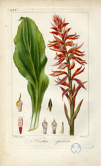 <p>Neottia speciosa [Neottia speciosa Jacquin, Orchidaceae], hand-colored engraving by Barrois (fl.1816–1827), 25 × 16.5 cm, after an original by Pancrace Bessa (1772–1846) for Jean Claude Michel Mordant de Launay (1750–1816) and Jean Louis Auguste Loiseleur-Deslongchamps (1775–1849), <em>Herbier Général de l'Amateur</em> ... (Paris, Audot, 1820, vol. 4, pl. 228), HI Art accession no. 8164.2.</p>