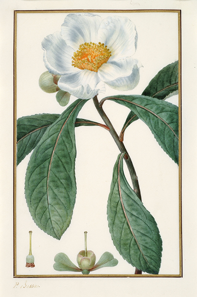 <p>Gordonia pubescens [<em>Gordonia pubescens</em> L'Héritier, Theaceae], watercolor on vellum by Pancrace Bessa (1772–1846), 26.6 × 20.9 cm, for Jean Claude Michel Mordant de Launay (1750–1816) and Jean Louis Auguste Loiseleur-Deslongchamps (1775–1849), <em>Herbier Général de l'Amateur</em> ... (Paris, Audot, 1820, vol. 4, pl. 236); Pierre Auguste Joseph Drapiez (1778–1856), <em>Herbier de l'Amateur de Fleurs</em> (Brussels, P. J. de Mat, 1835, vol. 8, pl. 573); and Bessa, <em>Flore des Jardiniers, Amateurs et Manufacturiers</em> (Paris, Audot, 1836, vol. 2, unnumbered pl. Gordonia pubescens), HI Art accession no. 0058.</p>
