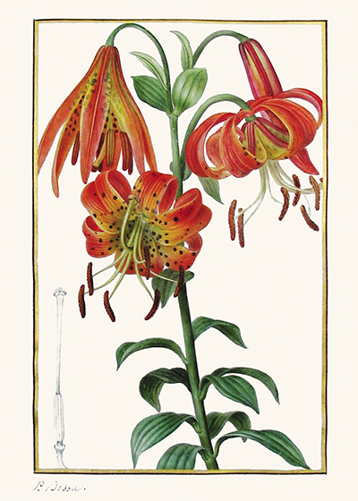 <p>Lilium superbum [<em>Lilium superbum</em> Linnaeus, Liliaceae], watercolor on vellum by Pancrace Bessa (1772–1846) for Jean Claude Michel Mordant de Launay (1750–1816) and Jean Louis Auguste Loiseleur-Deslongchamps (1775–1849), <em>Herbier Général de l'Amateur ...</em> (Paris, Audot, 1822, vol. 6, pl. 421), reproduced courtesy of The Holden Arboretum.</p>