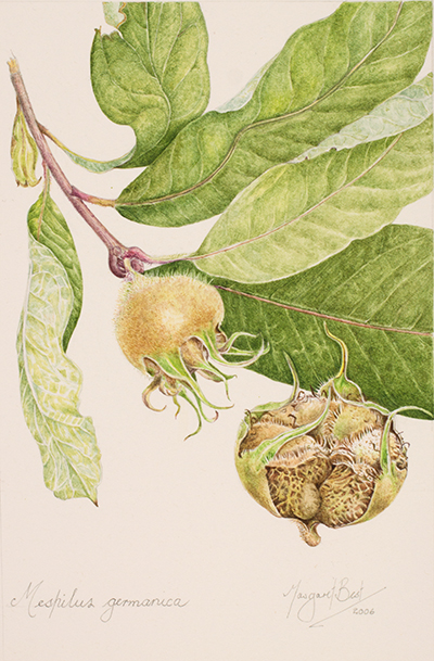 <p>Mespilus germanicus [<em>Mespilus</em> Linnaeus, Rosaceae], watercolor on paper by Margaret Best (1951–), 2006, 29 × 18 cm, HI Art accession no. 7726, reproduced by permission of the artist.</p>