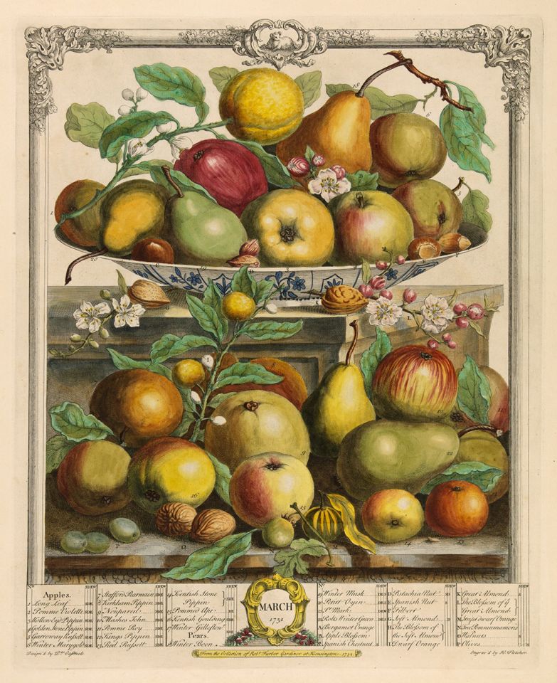 <p><em>March,</em> hand-colored engraving by Henry Fletcher (fl.1732) after an original by Pieter Casteels (1684–1749) for Robert Furber (ca.1674–ca.1756), <em>The Twelve Months of Fruits</em> (London, 1732), HI Art accession no. 0213.</p>