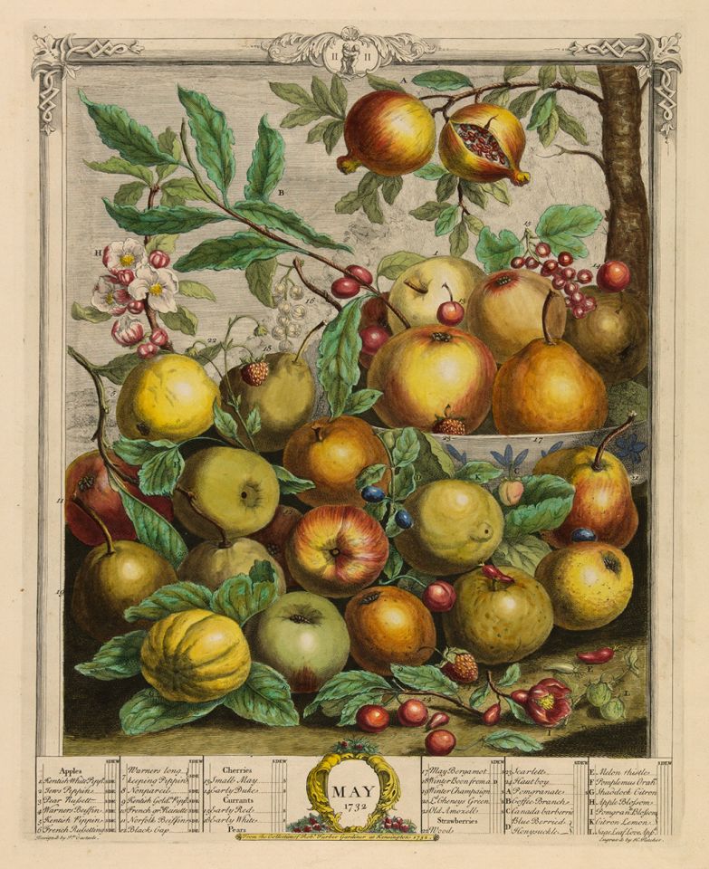 <p><em>May</em>, hand-colored engraving by Henry Fletcher (fl.1732) after an original by Pieter Casteels (1684–1749) for Robert Furber (ca.1674–ca.1756), <em>The Twelve Months of Fruits</em> (London, 1732), HI Art accession no. 0215.</p>