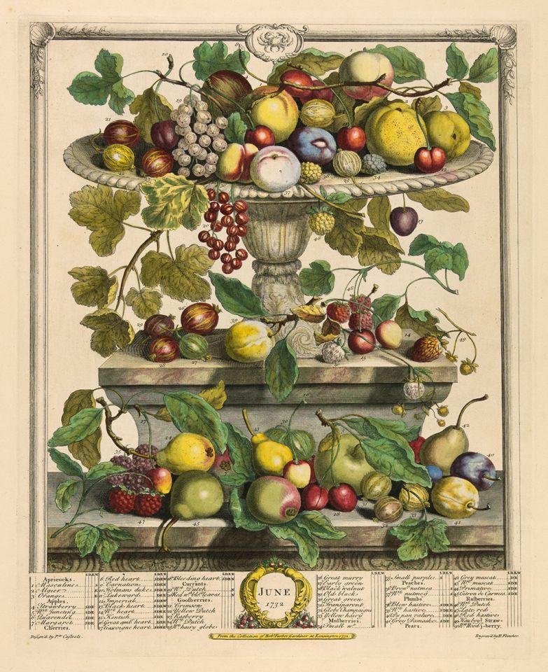 <p><em>June</em>, hand-colored engraving by Henry Fletcher (fl.1732) after an original by Pieter Casteels (1684–1749) for Robert Furber (ca.1674–ca.1756), <em>The Twelve Months of Fruits</em> (London, 1732), HI Art accession no. 0216.</p>