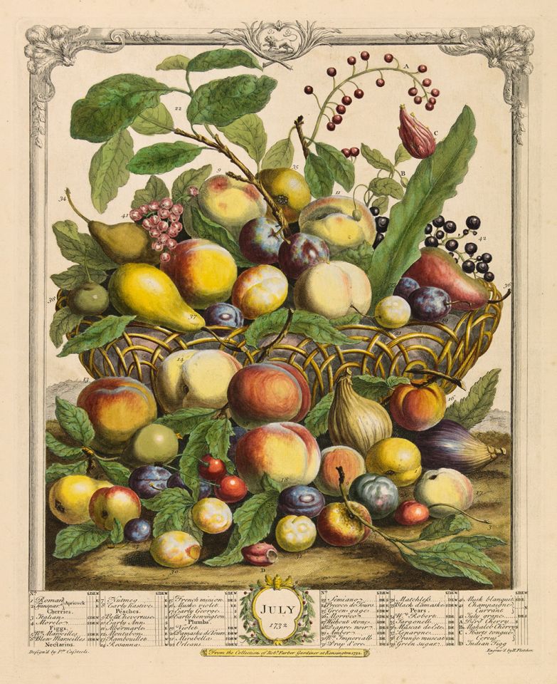 <p><em>July</em>, hand-colored engraving by Henry Fletcher (fl.1732) after an original by Pieter Casteels (1684–1749) for Robert Furber (ca.1674–ca.1756), <em>The Twelve Months of Fruits</em> (London, 1732), HI Art accession no. 0217.</p>