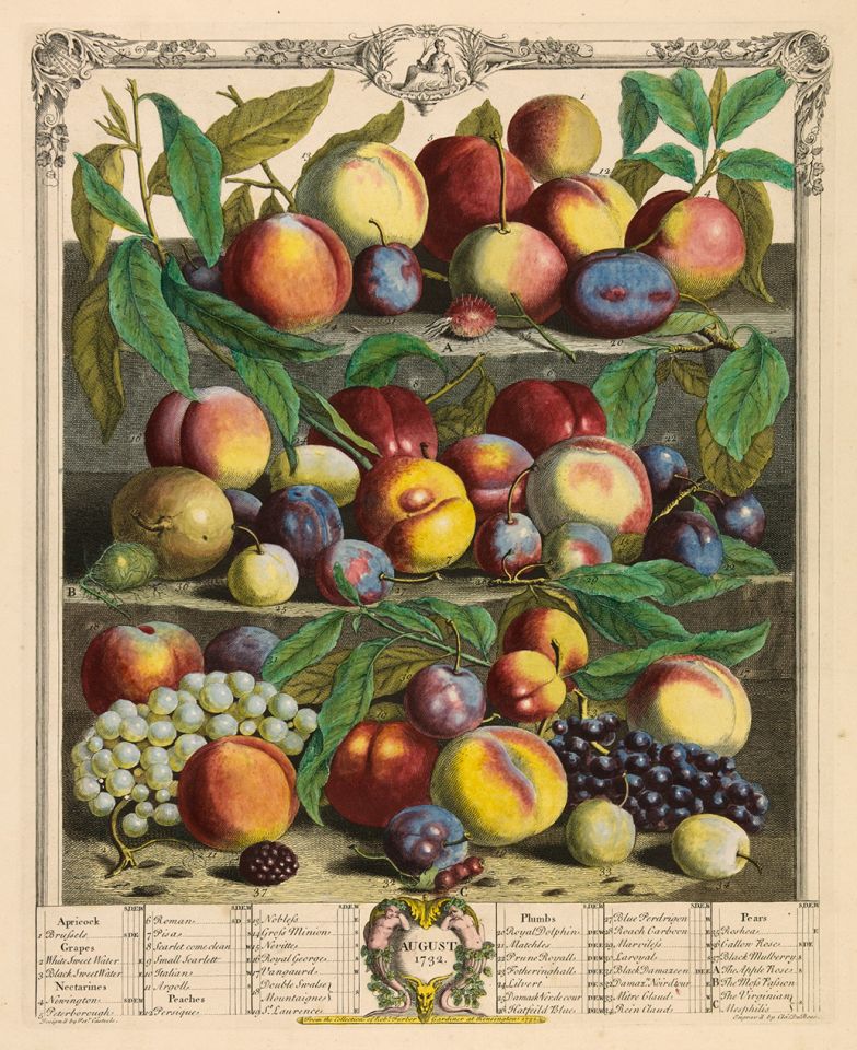 <p><em>August</em>, hand-colored engraving by Cla Du Bose (fl.1732) after an original by Pieter Casteels (1684–1749) for Robert Furber (ca.1674–ca.1756), <em>The Twelve Months of Fruits</em> (London, 1732), HI Art accession no. 0218.</p>