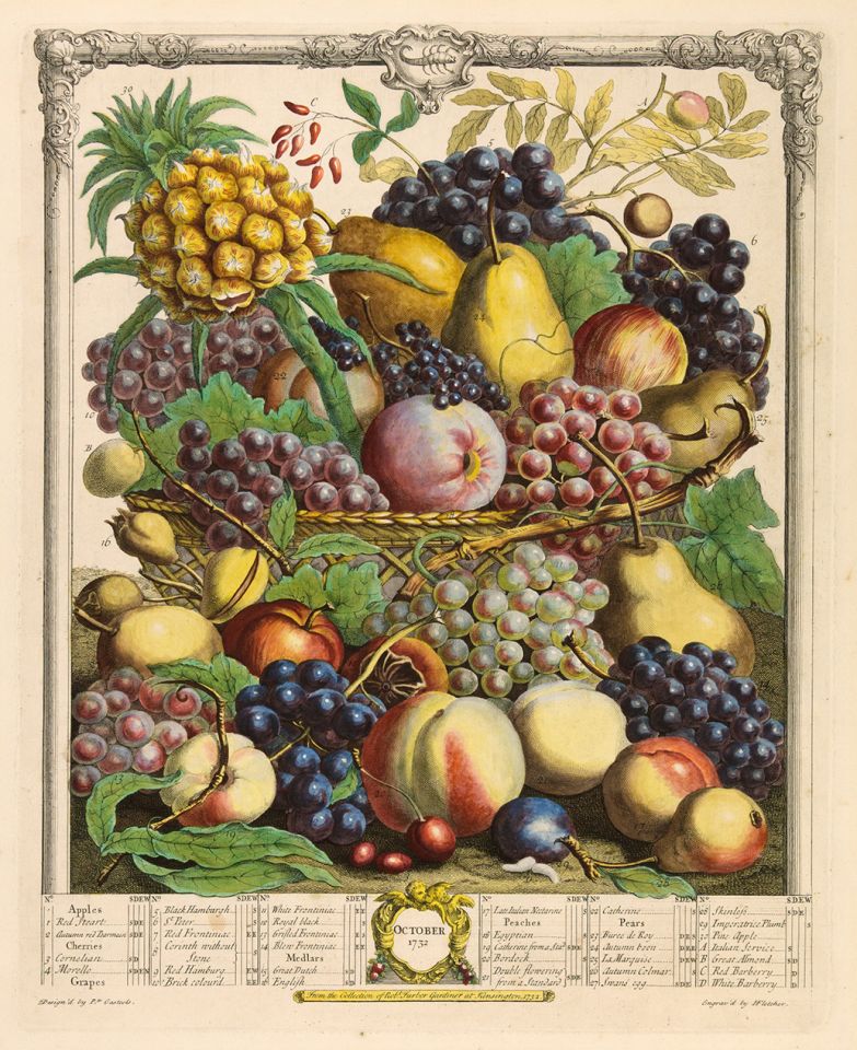 <p><em>October</em>, hand-colored engraving by Henry Fletcher (fl.1732) after an original by Pieter Casteels (1684–1749) for Robert Furber (ca.1674–ca.1756), <em>The Twelve Months of Fruits</em> (London, 1732), HI Art accession no. 0220.</p>