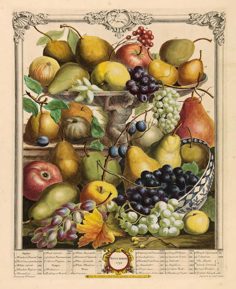 <p><em>November</em>, hand-colored engraving by James Smith (fl.1732) after an original by Pieter Casteels (1684–1749) for Robert Furber (ca.1674–ca.1756), <em>The Twelve Months of Fruits</em> (London, 1732), HI Art accession no. 0221.</p>