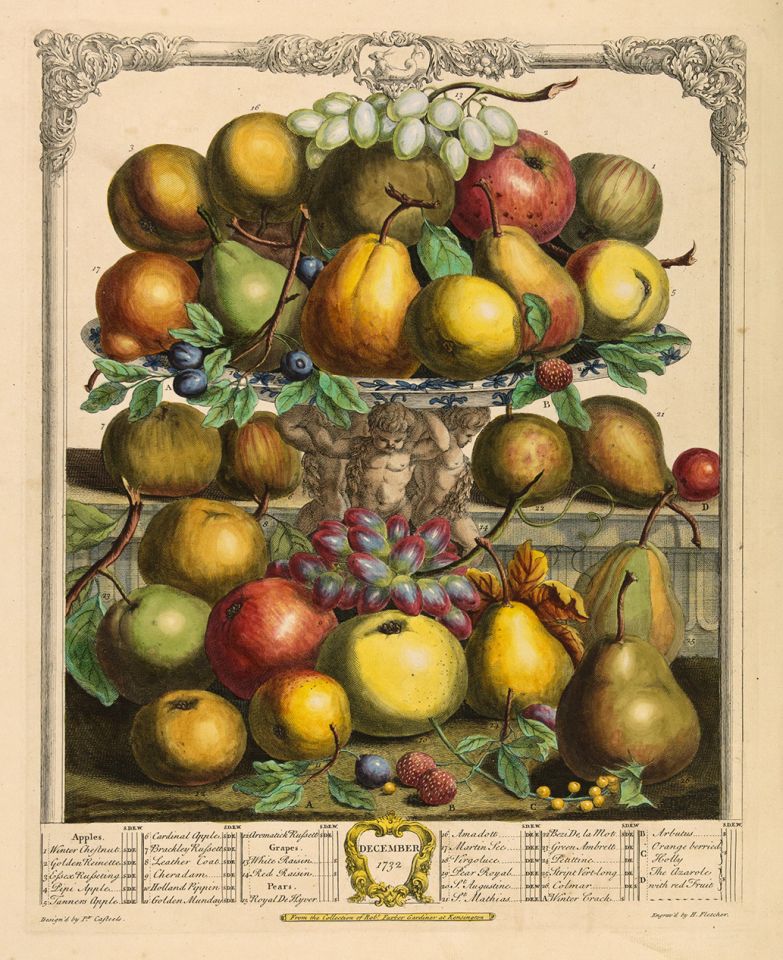 <p><em>December</em>, hand-colored engraving by Henry Fletcher (fl.1732) after an original by Pieter Casteels (1684–1749) for Robert Furber (ca.1674–ca.1756), <em>The Twelve Months of Fruits</em> (London, 1732), HI Art accession no. 0222.</p>