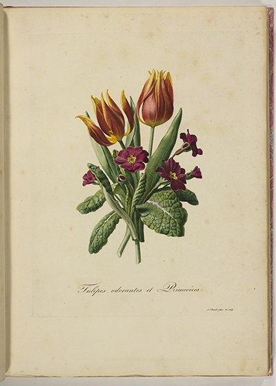 <p>Tulipes odorantes et primevères, stipple engraving by Antoine Chazal (1793–1854) after his original for his <em>Flore Pittoresque Dédiée Aux Dames</em> (Paris, Chez l'Auteur, 1818–?1825, pl. 5), HI Library call no. DQ2 C513f 825.</p>
