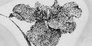 Fannie (also Fanny) Elisabeth Waugh Davis pen-and-ink drawings