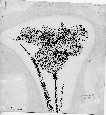 <p>Japanese iris, Iris laevigata, better known as I. kaempferi [<em>Iris kaempferi</em> Siebold ex Lemaire, Iridaceae], ink drawing by Fannie Elisabeth Waugh Davis (1871–1958) for Liberty Hyde Bailey (1858–1954), <em>Cyclopedia of American Horticulture</em> (New York, Doubleday, Page &amp; Co., 1900, vol. 2, p. 826, fig. 1174; ed. 2, 1904, vol. 2, p. 826; ed. 4, 1906, vol. 2, p. 826), HI Art accession no. 6903.015.</p>
