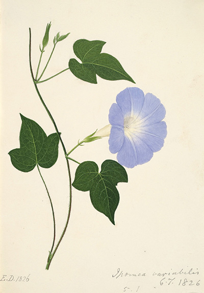 <p>Ipomea variabilis [<em>Ipomoea variabilis</em> (Schlechtendal &amp; Chamisso) Choisy, Convolvulaceae], watercolor on paper by Edward Donovan (1768–1837), 1826, 26.5 × 18 cm, HI Art accession no. 0853.119.</p>