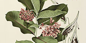 Catalogue of the International Exhibition of Botanical Art & Illustration database