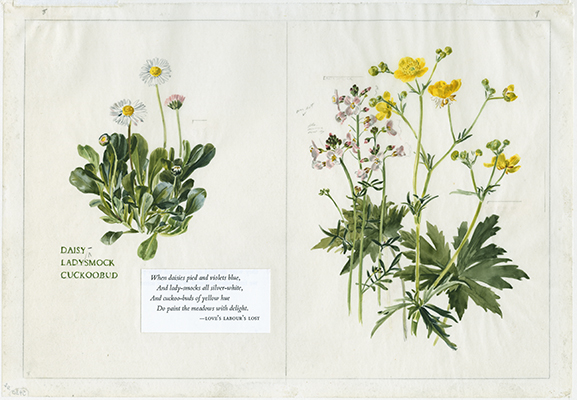 <p>Daisy, Lady-smock, Cuckoo-bud (buttercup) [<em>Bellis perennis</em> Linnaeus, Asteraceae alt. Compositae; <em>Cardamine pratensis</em> Linnaeus, Brassicaceae alt. Cruciferae; R<em>anunculus acris</em> Linnaeus, Ranunculaceae], watercolor sketch on paper by Anne Ophelia Todd Dowden (1907–2007), 28 × 38 cm, for Jessica Kerr's <em>Shakespeare's Flowers</em> (New York, Thomas Y. Crowell Co., 1969, pp. 8–9), HI Art accession no. 5430.02.</p>