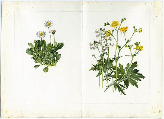 <p>Daisy, Lady-smock, Cuckoo-bud (buttercup) [<em>Bellis perennis</em> Linnaeus, Asteraceae alt. Compositae; <em>Cardamine pratensi</em>s Linnaeus, Brassicaceae alt. Cruciferae; <em>Ranunculus acris</em> Linnaeus, Ranunculaceae], watercolor on paper by Anne Ophelia Todd Dowden (1907–2007), 22 × 32 cm, for Jessica Kerr's <em>Shakespeare's Flowers</em> (New York, Thomas Y. Crowell Co., 1969, pp. 8–9), HI Art accession no. 5434.</p>