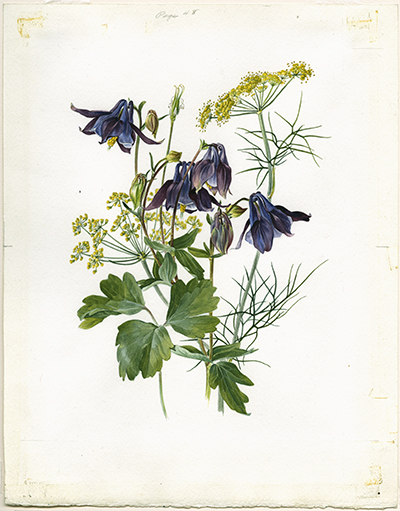 <p>Columbine, Fennel [<em>Aquilegia vulgaris</em> Linnaeus, Ranunculaceae; <em>Foeniculum vulgare</em> P. Miller, Apiaceae alt. Umbelliferae], watercolor on paper by Anne Ophelia Todd Dowden (1907–2007), 22.5 × 16.5 cm, for Jessica Kerr's <em>Shakespeare's Flowers</em> (New York, Thomas Y. Crowell Co., 1969, p. 48), HI Art accession no. 5443.</p>