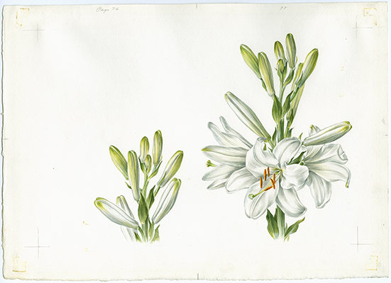 <p>Madonna lily [<em>Lilium candidum</em> Linnaeus, Liliaceae], watercolor on paper by Anne Ophelia Todd Dowden (1907–2007), 22 × 32 cm, for Jessica Kerr's <em>Shakespeare's Flowers</em> (New York, Thomas Y. Crowell Co., 1969, pp. 76–77), HI Art accession no. 5449.</p>