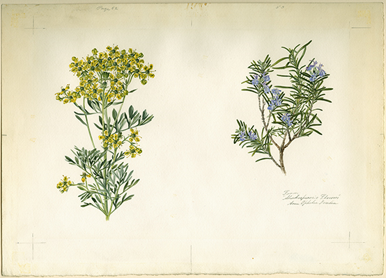 <p>Rue, Rosemary [<em>Rosmarinus officinalis</em> Linnaeus, Lamiaceae alt. Labiatae; <em>Ruta graveolens</em> Linnaeus, Ranunculaceae], watercolor on paper by Anne Ophelia Todd Dowden (1907–2007), 28.5 × 39 cm, for Jessica Kerr's <em>Shakespeare's Flowers</em> (New York, Thomas Y. Crowell Co., 1969, pp. 52–53), HI Art accession no. 7204.</p>