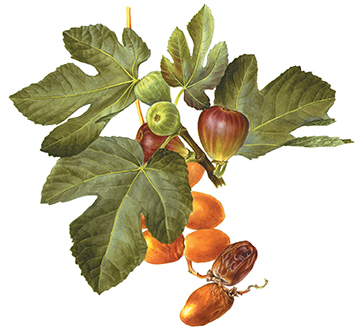 <p>Date, Phoenix dactylifera; Fig, Ficus carica[<em>Phoenix dactylifera</em> Linnaeus, Arecaceae alt. Palmae; <em>Ficus carica</em> Linnaeus, Moraceae], watercolor on paper by Anne Ophelia Todd Dowden (1907–2007), 29 × 44 cm, for John and Katherine Paterson, <em>Consider the Lilies: Plants of the Bible</em> (New York, 1986, p. 58), HI Art accession no. 7411.08, Rights, except gift industry, held by Hunt Institute for Botanical Documentation.</p>