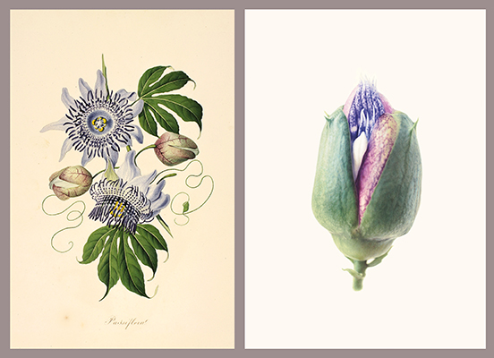 <p><em>Left</em>, Passiflora [<em>Passiflora serratodigitata</em> Linnaeus, Passifloraceae], watercolor on paper by John Tyley (fl.ca.1802), ca.1802, 42 × 27 cm, HI Art accession no. 0849.36 and <em>right</em>, Passion flower [<em>Passiflora</em> Linnaeus, Passifloraceae], watercolor on paper by Martin J. Allen (1970–), 2006, 51 × 73 cm, HI Art accession no. 7862, reproduced by permission of the artist.</p>