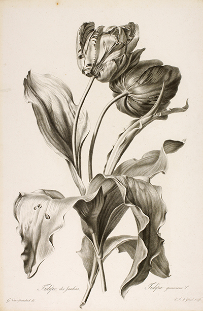 <p>Tulipe des jardins. Tulipa gesneriana L. [<em>Tulipa gesnerana</em> Linnaeus, Liliaceae], stipple engraving on paper by Pierre François Le Grand (1743–1824), 49 × 32.5 cm, after an original by Gérard van Spaendonck (1746–1822) for his <em>Fleurs Dessinées d'après Nature</em> (Paris, L'Auteur, au Jardin des Plantes, 1801, pl. 4), HI Art accession no. 2078.</p>