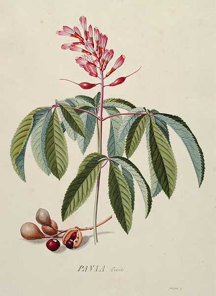 <p>Pavia [<em>Aesculus hippocastanum</em> Linnaeus, Hippocastanaceae], gouache on paper by Georg Dionys Ehret (1708–1770), ca.1751, 53.5 × 37.5 cm, for Christoph Jacob Trew (1695–1769), <em>Plantae Selectae</em> (Nuremberg, 1750–1773, pl. 15), HI Art accession no. 3134.</p>