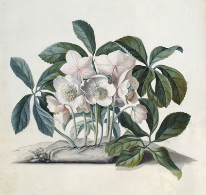 <p>Helleborus niger ... [<em>Helleborus</em> <em>niger</em> Linnaeus, Ranunculaceae], gouache on vellum by Georg Dionys Ehret (1708–1770), 1745, 48 × 36 cm, HI Art accession no. 2649.</p>