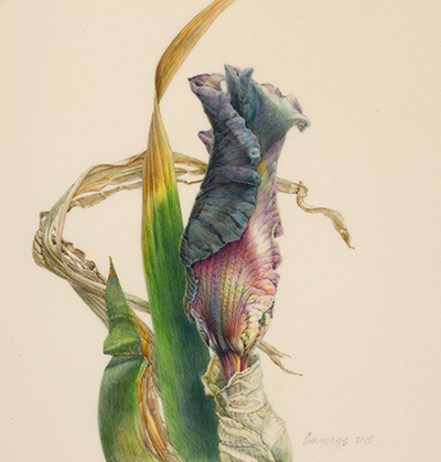<p>Iris bud, 'Superstition' [<em>Iris</em> Linnaeus 'Superstition,' Iridaceae], watercolor on vellum by Jean Emmons (1953–), 2015, 20.5 × 18 cm, HI Art accession no. 8123, reproduced by permission of the artist.</p>