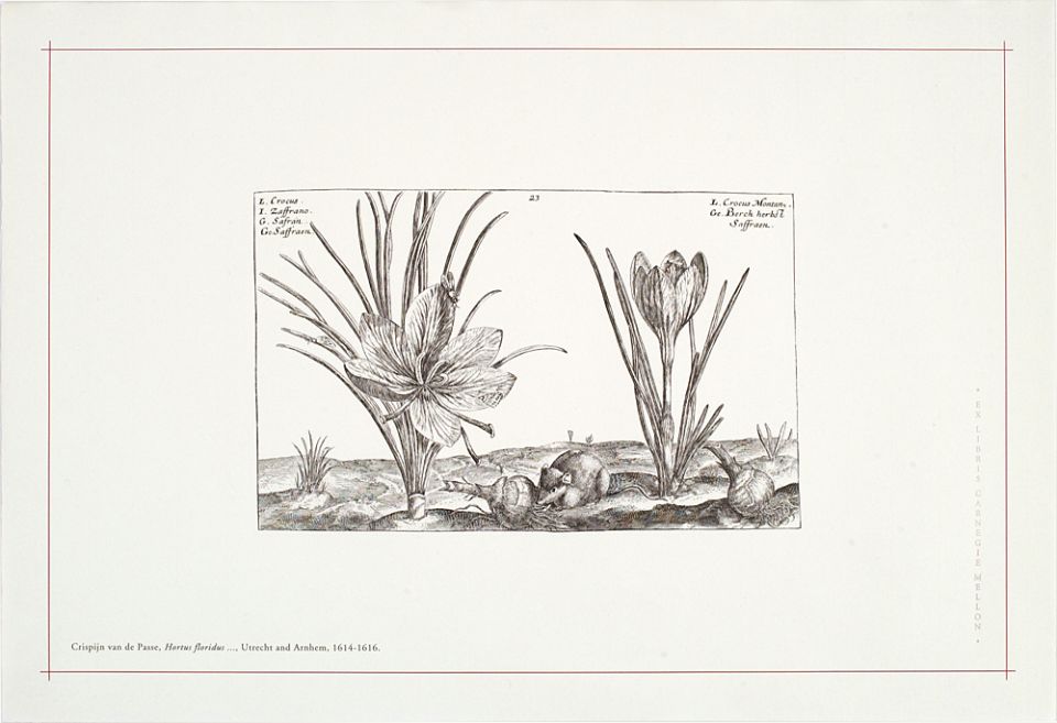 <p>1. "Crocus sativus et Montanus primus," from Part 3: Autumnus, plate 23 of Crispijn van de Passe's <em>Hortus floridus</em> ... published in Utrecht by C. van de Pas and in Arnhem by J. Janssoon, 1614–1616. From Hunt Institute collection.</p>