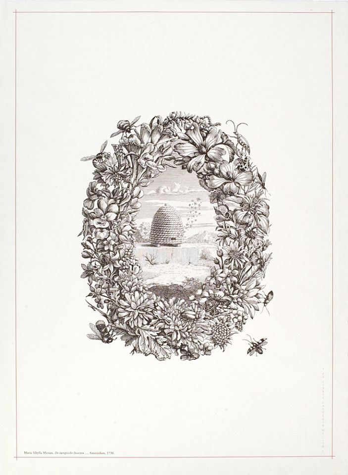 <p>6. "Blaauwe Viole. Viola Martia, purpurea," plate 51, number 1, from Maria Sibylla Merian's <em>De europische Insecten</em> ... published in Amsterdam by J. F. Bernard, 1730. From Hunt Institute collection.</p>