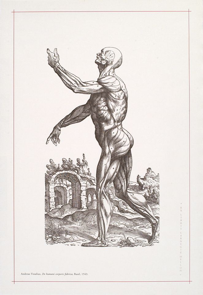 <p>12. "Secunda Musculorum Tabula," from <em>De humani corporis fabrica</em> by Andreas Vesalius, published in Basel by Oporinus, 1543. From University Libraries collection.</p>