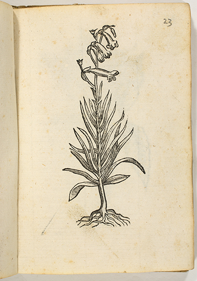 <p>Chilpanxochitl [<em>Lobelia</em> Linnaeus, Campanulaceae], woodcut by an unknown engraver after an original by an unknown artist for Johann Faber (1570–1640), [<em>Mexicanarum Plantarum Imagines</em>, ?Rome, s.n., ?1613, pl. 23], HI Library call no. CA H557r 613?.</p>