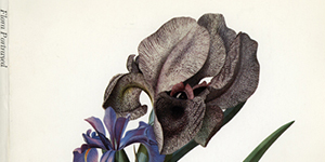 Flora Portrayed: Classics of Botanical Art from the Hunt Institute Collection
