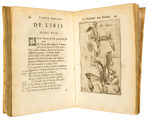 <p>Iris d'Espaigne and Iris Florence [<em>Iris</em> Linnaeus, Iridaceae], etching by Berrurier (fl.1616) after an original by an unknown artist for Jean Franeau (fl.1615), <em>Jardin d'Hyver ou Cabinet des Fleurs</em> (Douay, 1616, [pp. 150–151]), HI Library call no. DG23 F826j. Rachel Hunt purchased this early gardening manual at the first book sale that she attended.</p>