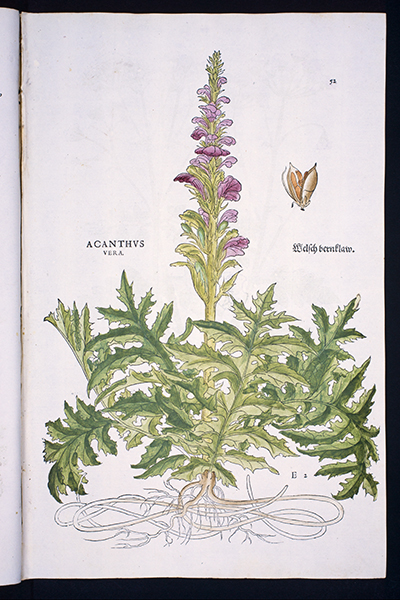 <p>Acanthvs vera. Welch bernklaw. [<em>Acanthus</em> Linnaeus, Acanthaceae], hand-colored woodcut by Viet Rudolph Speckle (fl.1542) and Heinrich Füllmaurer (fl.1542) after an original by Albrecht Meyer (fl.ca.1542) for Leonhart Fuchs (1501–1566), <em>De Historia Stirpium Commentarii Insignes ...</em> (Basel, In officina Isingriniana, 1542, p. 52), HI Library call no. +CA F951h.</p>