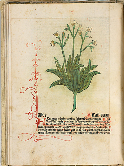 <p>Aloe [<em>Aloe</em> Linnaeus, Asphodelaceae], hand-colored woodcut by an unknown engraver with decorative initial and other rubrication after an original by an unknown artist for <em>Gart der Gesundheit</em> (Mainz, Peter Schoeffer, 1485), HI Library call no. CA G244 RR.</p>