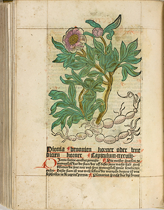 <p>Pionia [<em>Paeonia</em> Linnaeus, Paeoniaceae], hand-colored woodcut by an unknown engraver after an original by an unknown artist for <em>Gart der Gesundheit</em> (Mainz, Peter Schoeffer, 1485), HI Library call no. CA G244 RR.</p>